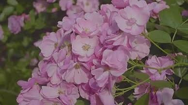 植物开花粉色绿色视频的预览图